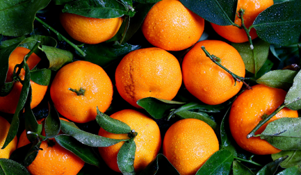 Keeping it fresh: how JBT helps maintain citrus in optimum conditions