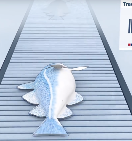 A journey into high-tech fish processing