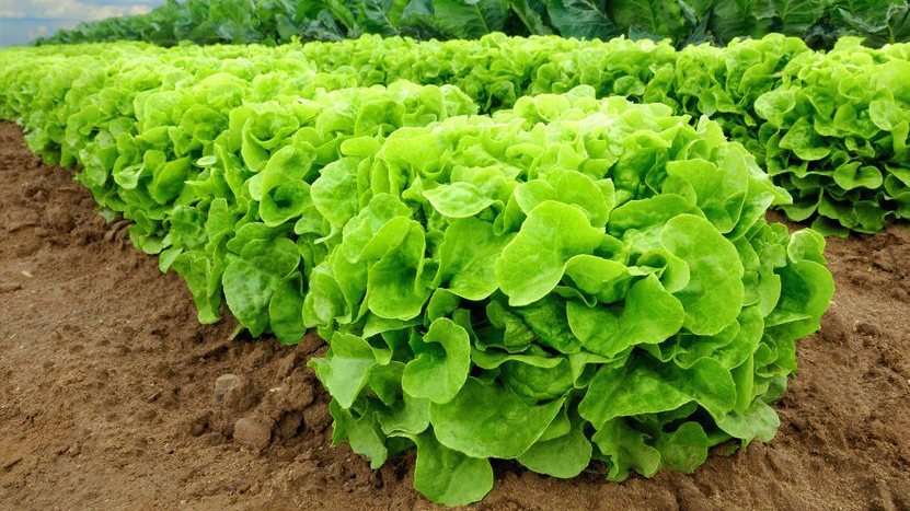 Lettuce in a field_123rf