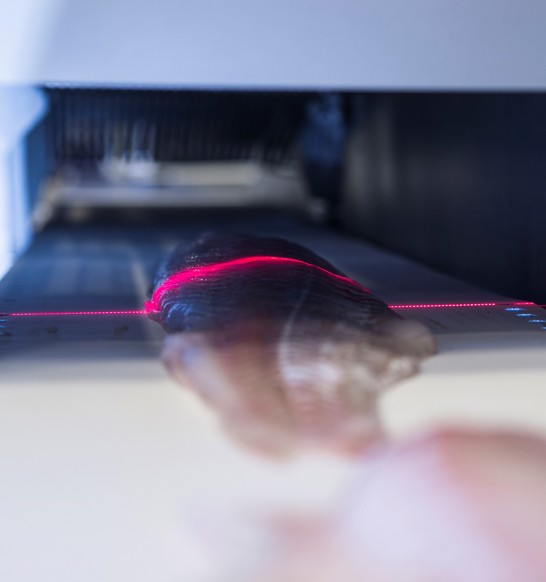 I Cut 11 Whitefish 030