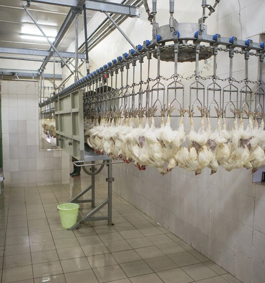 Electric Stunner Poultry