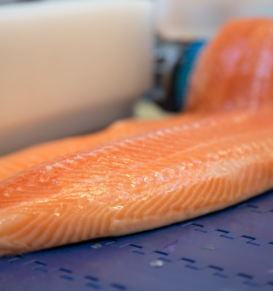 Close up of Salmon Fillet