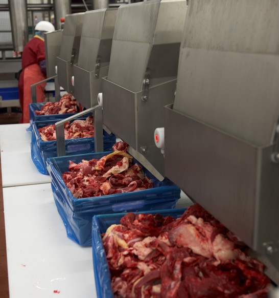 Marel's SensorX Accuro detects bone and analyzes whole muscle and trim and then create batches with specific fat to lean ratio and weight targets