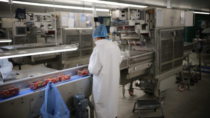 Berry packing using a JBT Proseal tray sealer