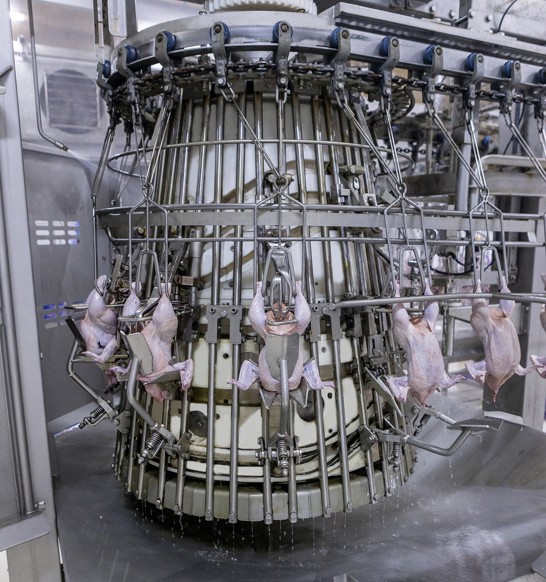 Coretech Eviscerator Poultry 2